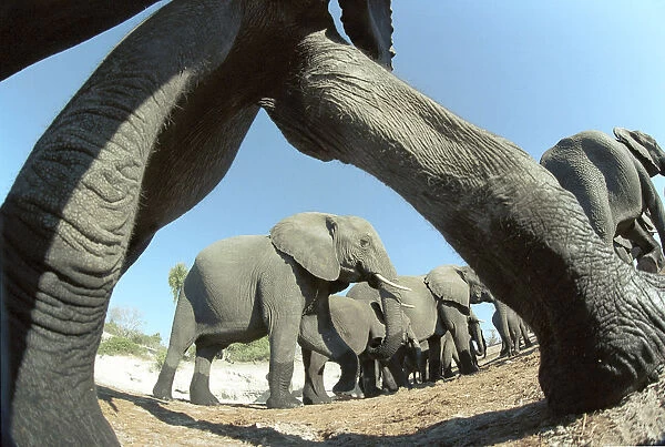 Wide angle shot of Elephant herd taken with remote control camera during filming