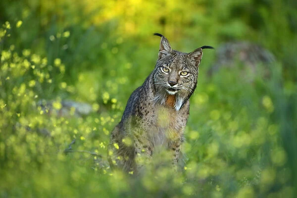 Wild Iberian Lynx (Lynx pardinus) male, Sierra de Andujar Natural Park, Jaen, Andalucia