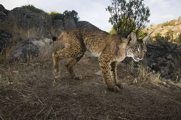 Wild Iberian lynx (Lynx pardinus) male, Sierra de Andjar Natural Park, Mediterranean