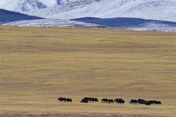 Wild yak herd (Bos mutus) Keke Xili, Changtang, Tibetan Plateau, Qinghai, China