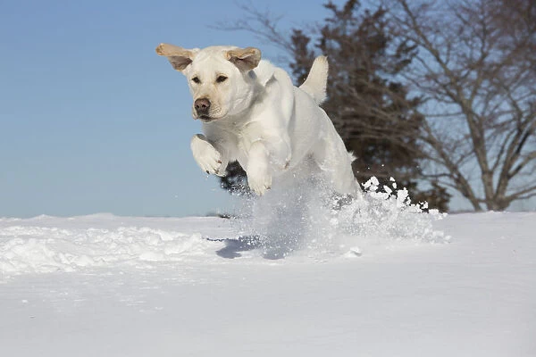 Yellow Labrador retriever romping in fresh snow, Clinton, Connecticut, USA