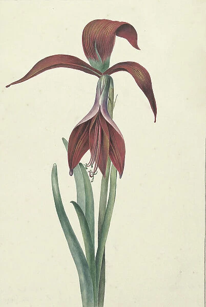 Amaryllis Formosissima, 1817. Creator: CJ Kruimel