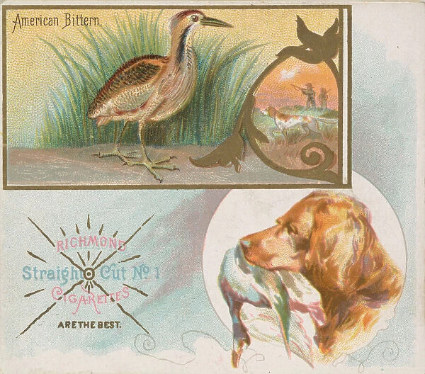 American Bittern, from the Game Birds series (N40) for Allen & Ginter Cigarettes