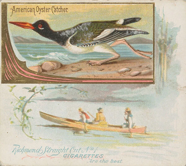 American Oyster Catcher, from the Game Birds series (N40) for Allen &