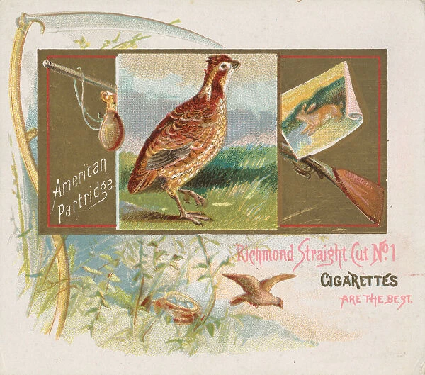 American Partridge, from the Game Birds series (N40) for Allen & Ginter Cigarettes