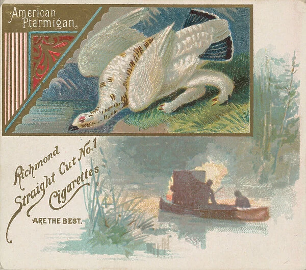 American Ptarmigan, from the Game Birds series (N40) for Allen & Ginter Cigarettes