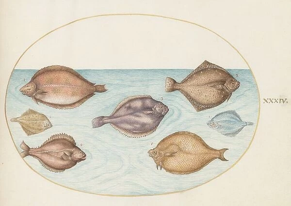 Animalia Aqvatilia et Cochiliata (Aqva): Plate XXXIV, c. 1575 / 1580. Creator: Joris Hoefnagel