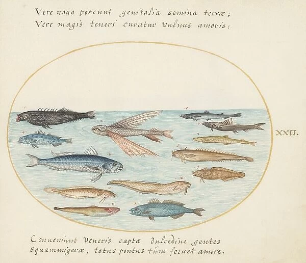 Animalia Aqvatilia et Cochiliata (Aqva): Plate XXII, c. 1575 / 1580. Creator: Joris Hoefnagel