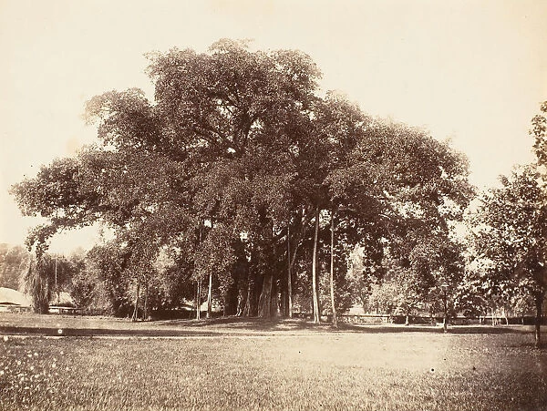 Banian Tree in Commissioner Grotes Garden, Alipoor, Calcutta, 1858-61. Creator: Unknown