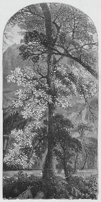Framed Print : Big Tree Print, 1883 Framed Print : Big Tree Print, 1883
