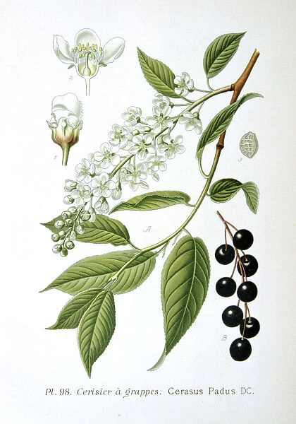 Bird cherry, 1893