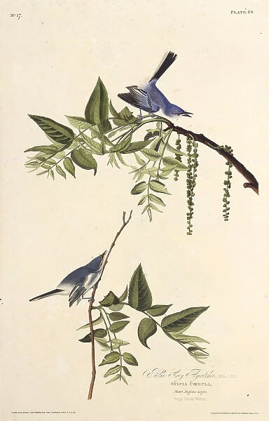 The blue-gray gnatcatcher. From The Birds of America, 1827-1838. Creator: Audubon