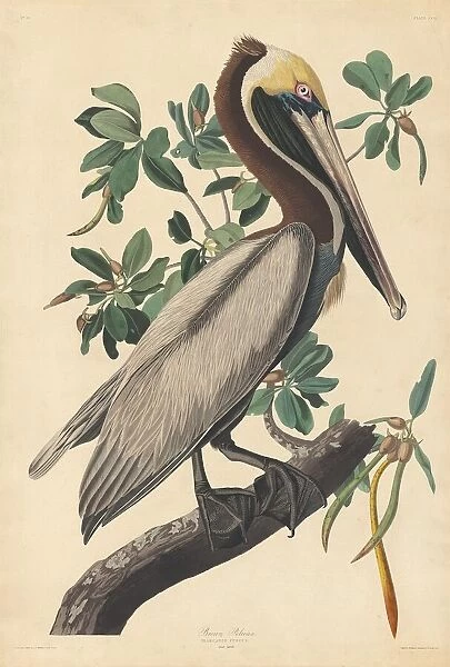 Brown Pelican, 1835. Creator: Robert Havell
