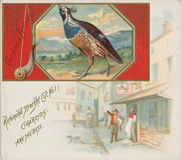 California Partridge, from the Game Birds series (N40) for Allen & Ginter Cigarettes