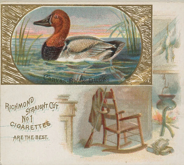 Canvas-Back Duck, from the Game Birds series (N40) for Allen & Ginter Cigarettes