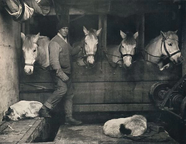 Captain Oates, on the Terra Nova with the Siberian Ponies, c1911, (1914)