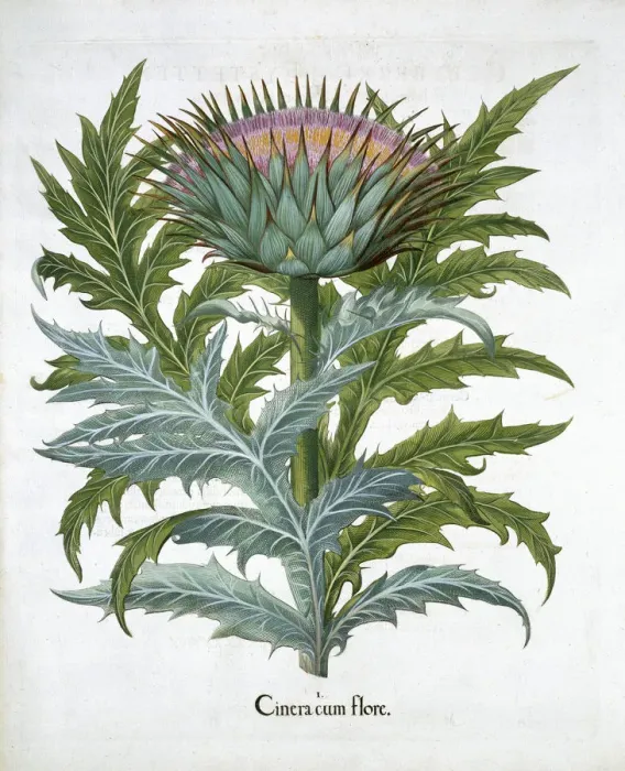 Framed Print : Cardoon Print from Hortus Eystettensis, 1613 Framed Print : Cardoon Print from Hortus Eystettensis, 1613