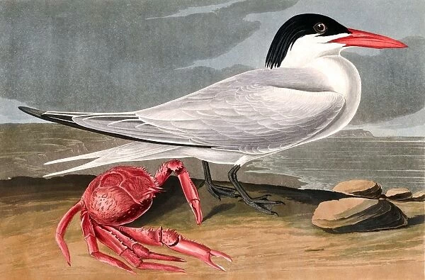 Cayenne Tern, Sterna Maxima, 1845