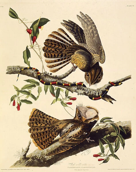 The chuck-will s-widow. From The Birds of America, 1827-1838. Creator: Audubon