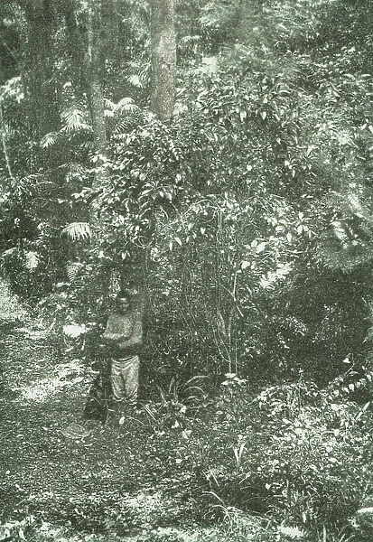 Un coin de brousse (bush) dans Natal; Afrique Australe, 1914. Creator: Unknown