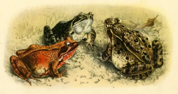 Framed Print : Common Frogs Print, 1908 (1943) Lithograph Framed Print : Common Frogs Print, 1908 (1943) Lithograph