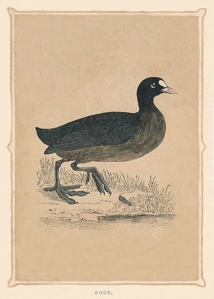 Coot, (Fulica), c1850, (1856)