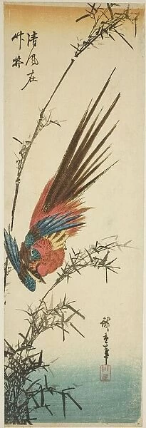 Copper pheasant and bamboo, 1840s. Creator: Ando Hiroshige