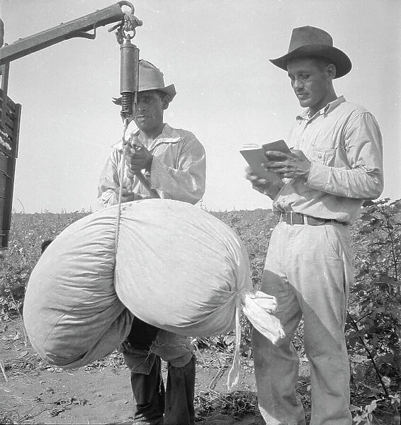 Cotton weighing near Robstown, Texas, 1936. Creator: Dorothea Lange