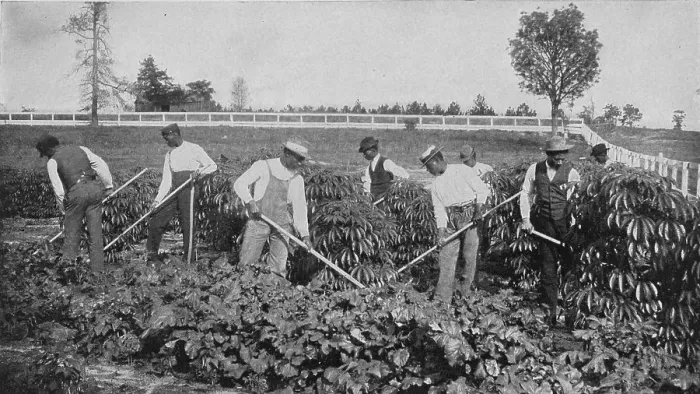Framed Print : Cassava Patch Print, 1904