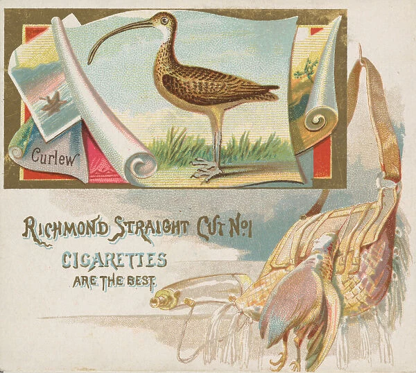Curlew, from the Game Birds series (N40) for Allen & Ginter Cigarettes, 1888-90