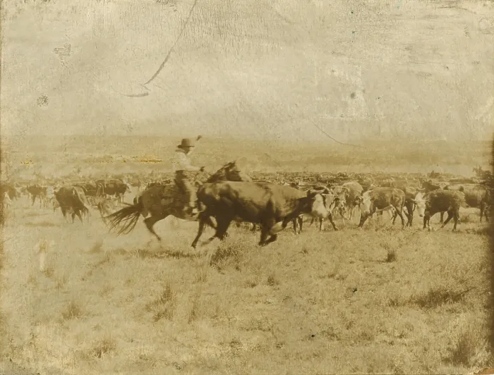 Framed Print : Print of a cowboy separating cattle from the herd