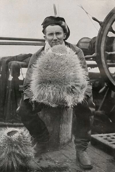 D. G. Lillie, with Some of the Siliceous Sponges, c1911, (1913). Artist: Herbert Ponting