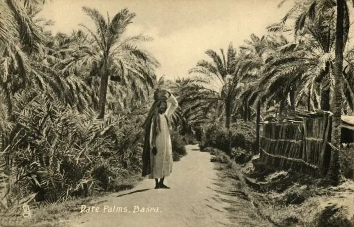 Framed Print : Date Palms Print, Basra, c1918-c1939 Framed Print : Date Palms Print, Basra, c1918-c1939