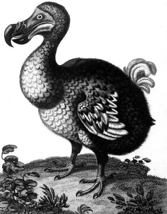 Framed Print : Print of the Dodo, c1804 Framed Print : Print of the Dodo, c1804
