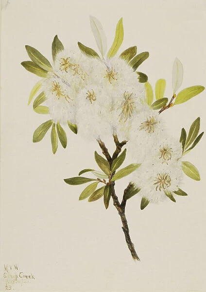 Drummond Willow (Salix drummondiana), 1921. Creator: Mary Vaux Walcott