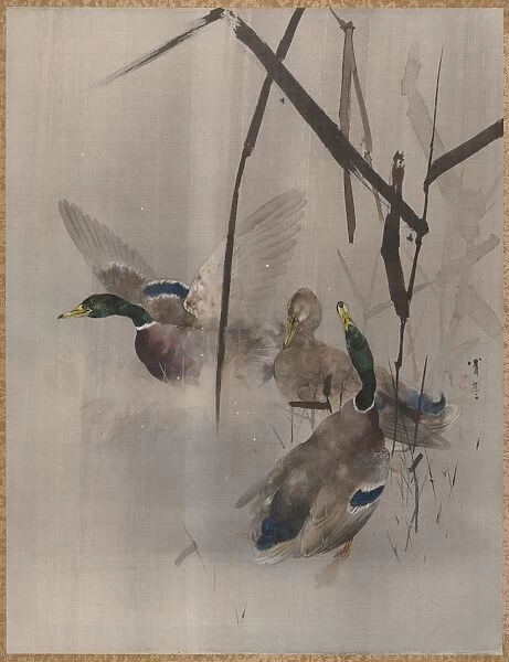 Ducks in the Rushes, ca. 1887. Creator: Watanabe Seitei
