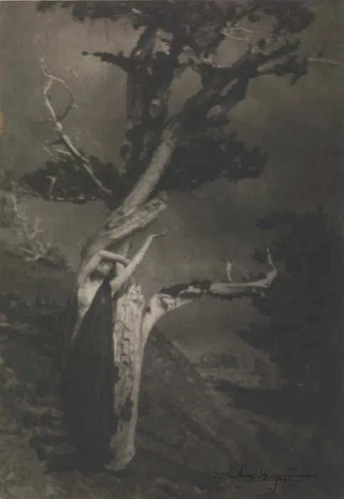 Framed Print : Print of a dying cedar tree in its final stages Framed Print : Print of a dying cedar tree in its final stages