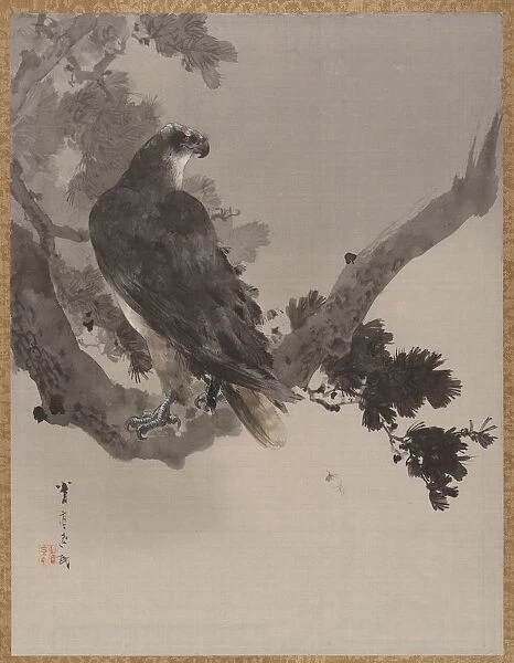 Eagle in a Tree, ca. 1887. Creator: Watanabe Seitei