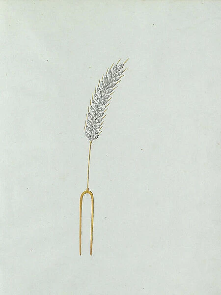 Ear of corn, c.1800-c.1810. Creator: Carl Friedrich Bärthel
