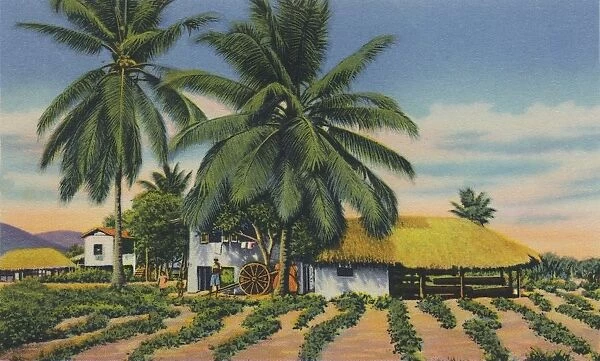 East Indian Huts, Trinidad, B. W. I. c1940s. Creator: Unknown