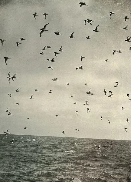 Flight of Antarctic Petrels, c1908, (1909)