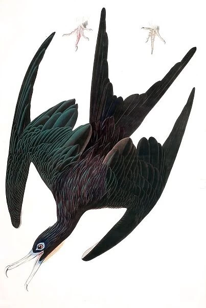 Frigate Pelican, Tachypetes Aquilis, 1845