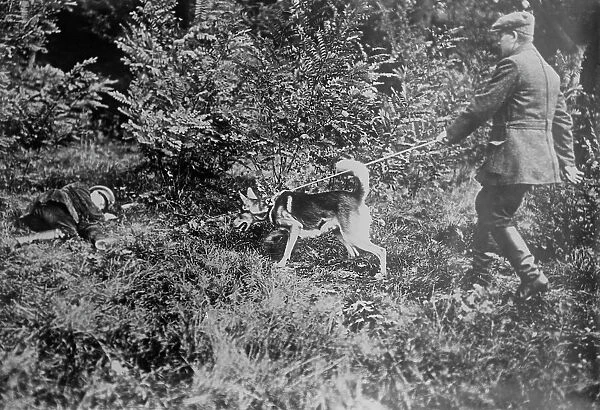 German Red Cross dog seeking wounded, between 1914 and c1915. Creator: Bain News Service