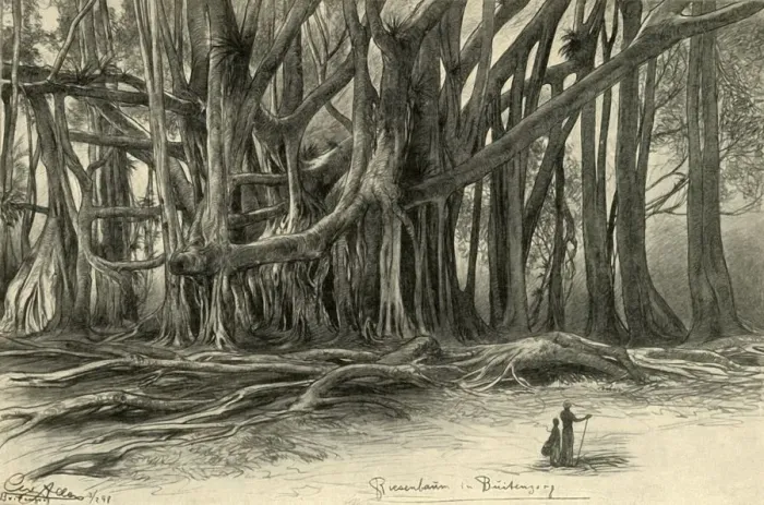 Framed Print : Giant Trees in Buitenzorg, Java Print, 1898 Framed Print : Giant Trees in Buitenzorg, Java Print, 1898