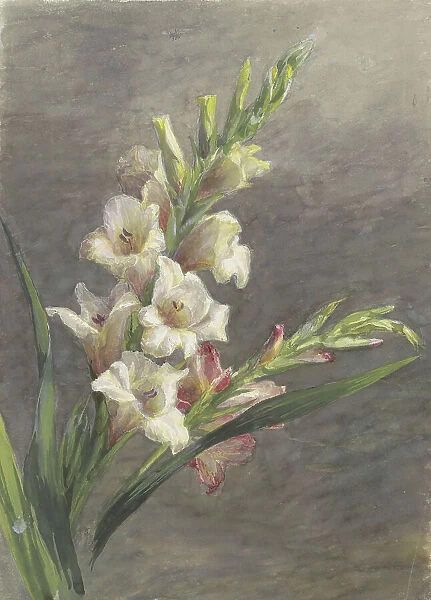 Gladiolus, 1836-1895. Creator: Gerardina Jacoba van de Sande Bakhuyzen