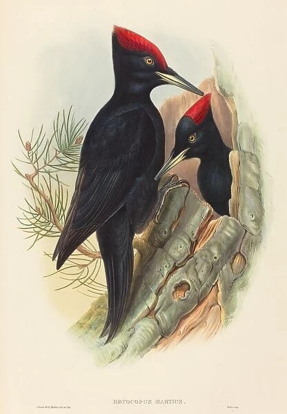 Great Black Woodpecker (Dryocopus martius). Creators: John Gould