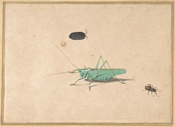 A Great Green Bush Cricket... A Clioniona Spider, and a Beetle, 17th century (?)