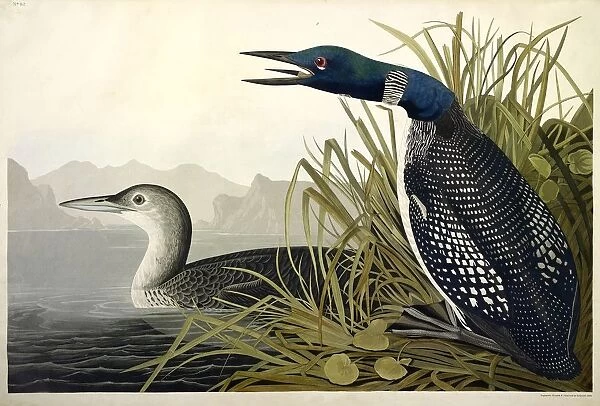 Great Northern Diver or Loon, Colymbus Glacialis, 1845