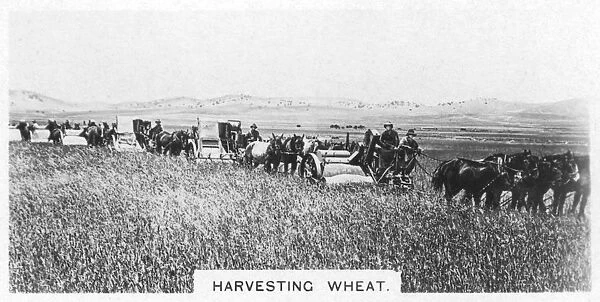 Harvesting wheat, Australia, 1928