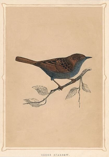 Hedge Sparrow, (Prunella modularis), c1850, (1856)